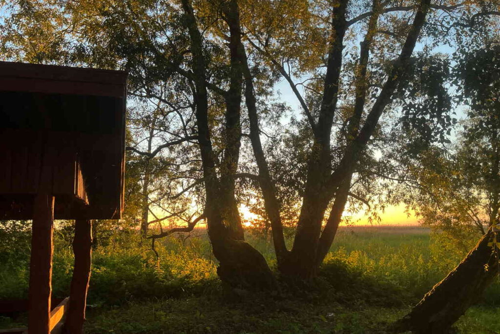 Goldener Sonnenuntergang durch den Wald und Schilf auf das kurische Haff.