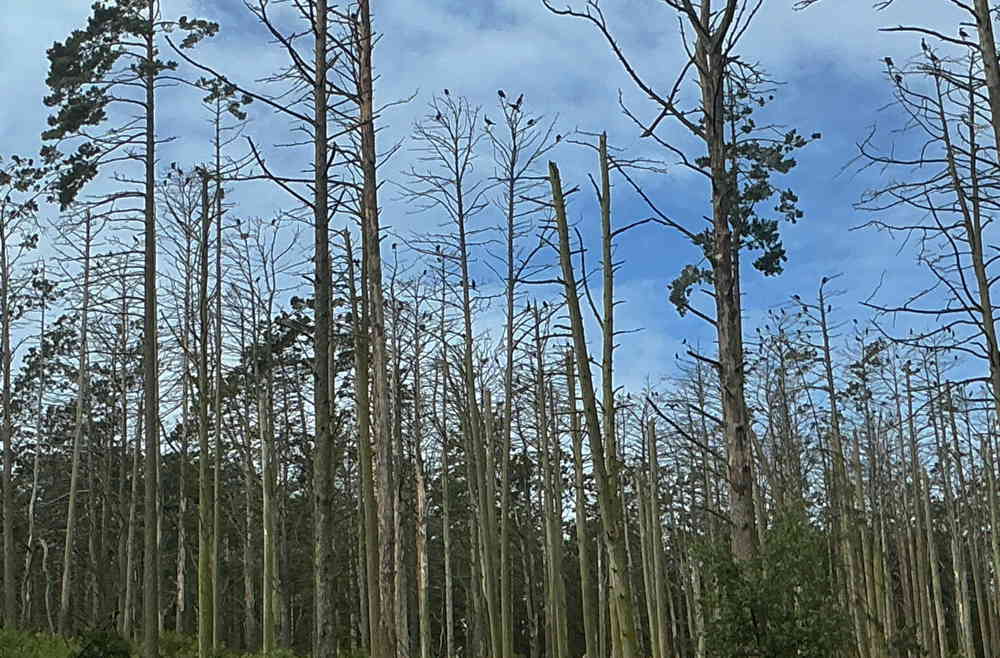 zahlreiche durch den säurehaltigen Kot der Kormorane graue, völlig kahle tote Bäume