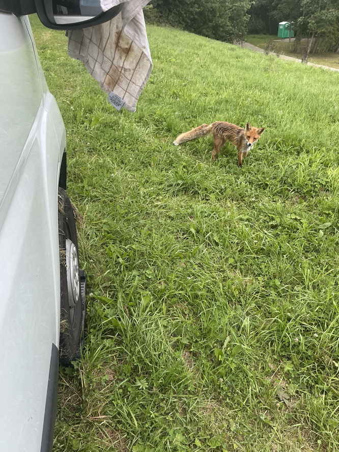 Ein Fuchs steht rund einen Meter vor dem Wohnmobil und guckt den Hund an.