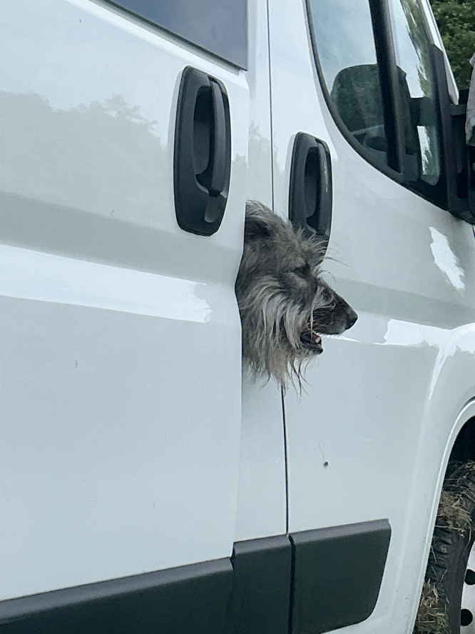 Der bellende Hund lugt aus der fast geschlossenen Seitentür raus.