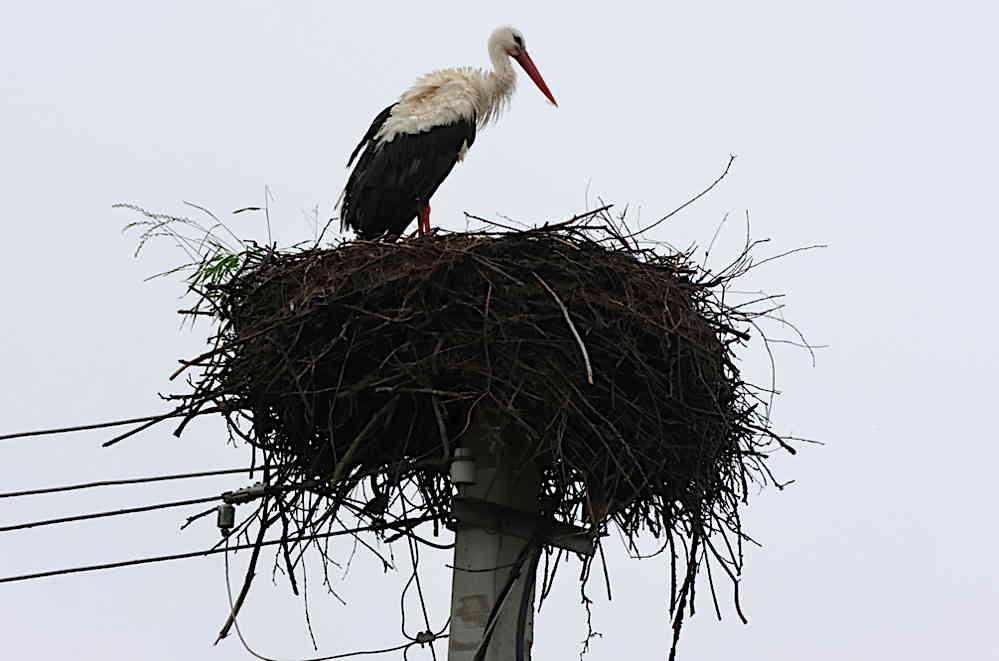 Storch in seinem Horst auf einem Leitungsmast