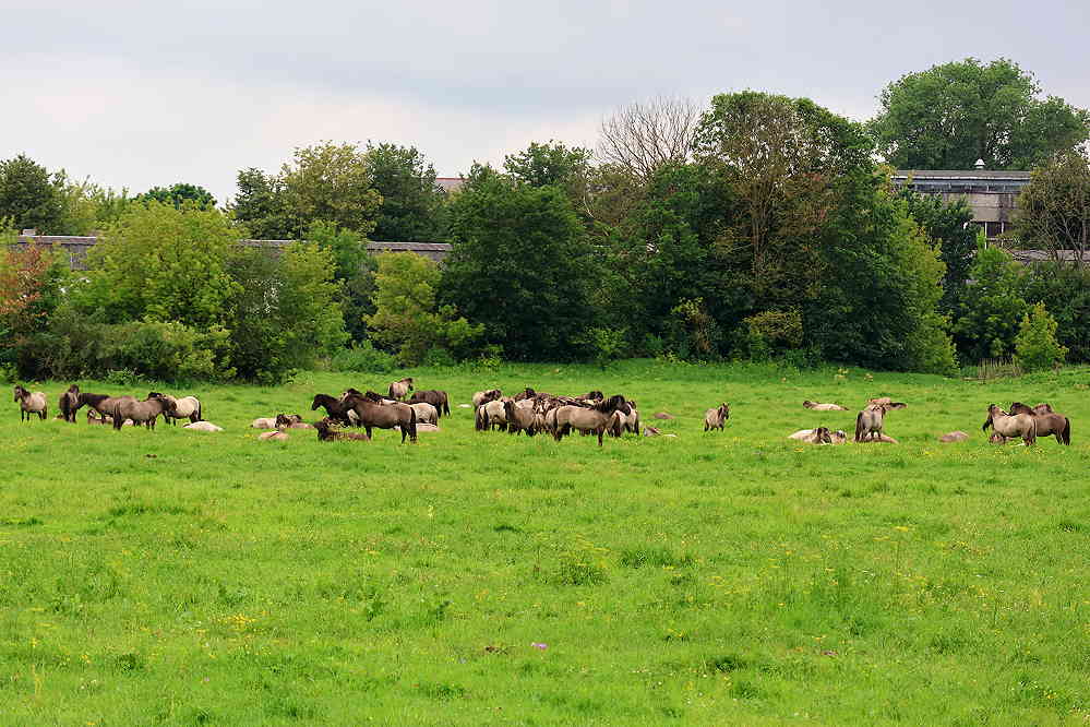 Eine Herde Wildpferde in der grünen Flußaue von Jelgava