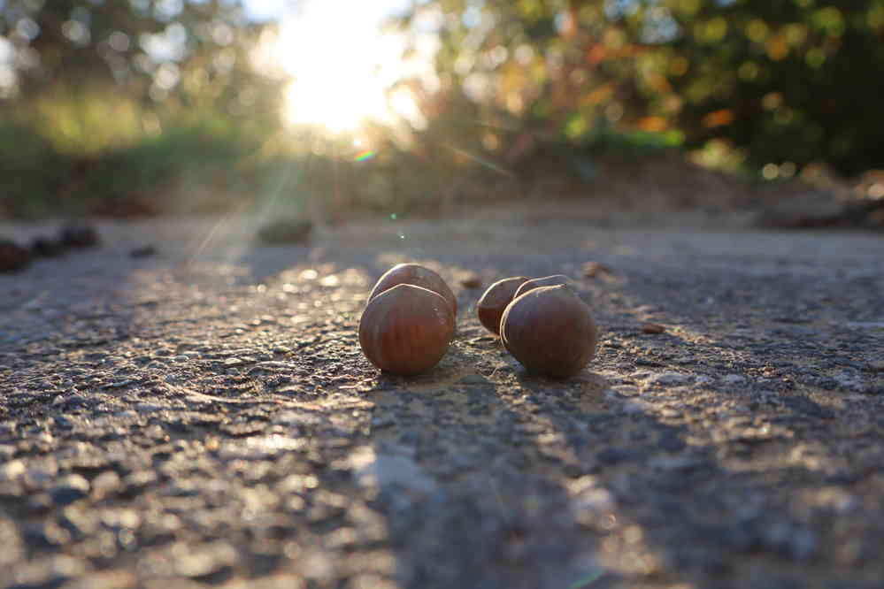 Haselnüsse in der Abendsonne