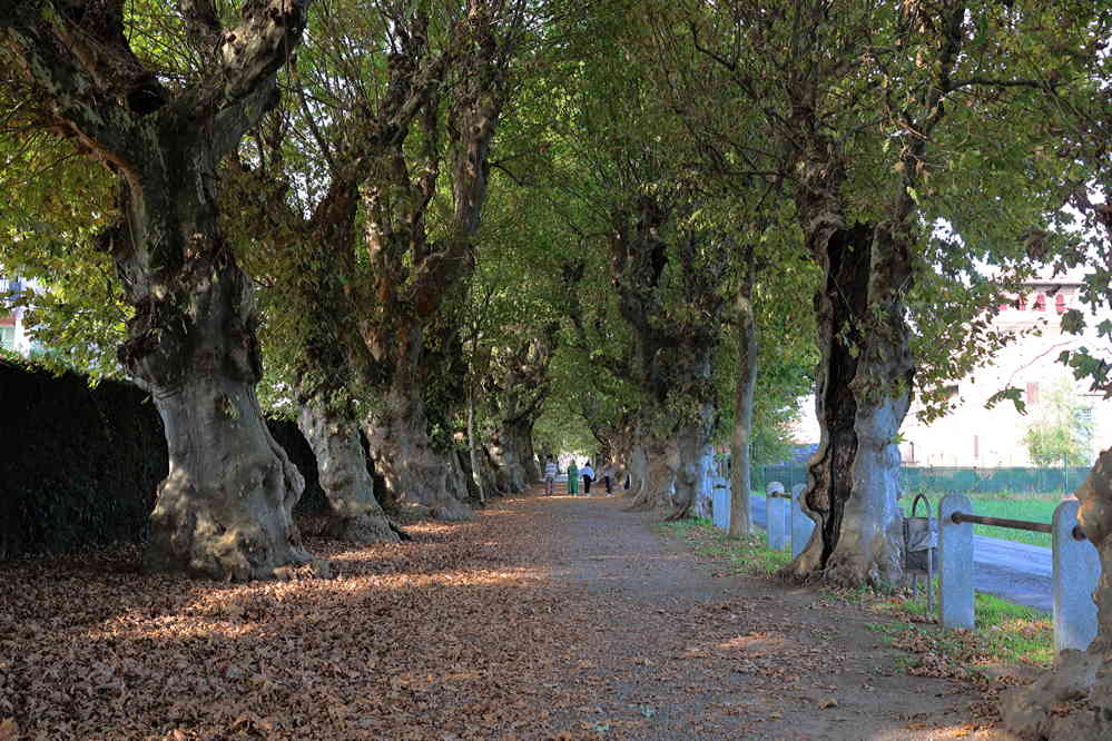 Allee für Fußgänger mit beidseits dicken alten, knorrigen Platanen